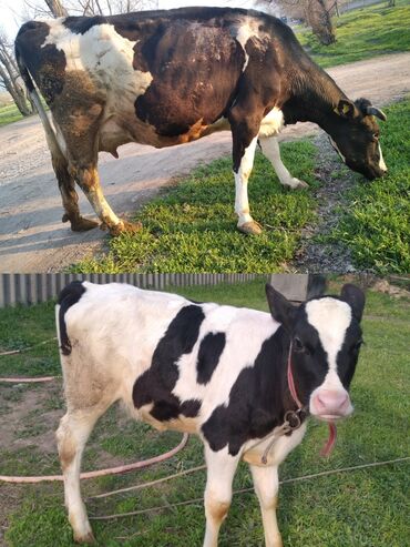 животные для дома: Продаю | Корова (самка) | Голштин | Для разведения, Для молока | Не стельные