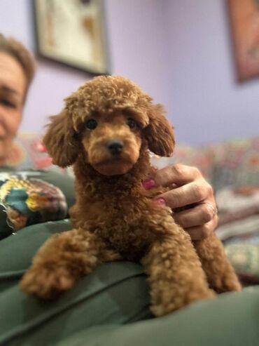 Psi: Nasa odgajivacnica se nalazi u Indjiji i bavimo se uzgojom pasa 15 — 2