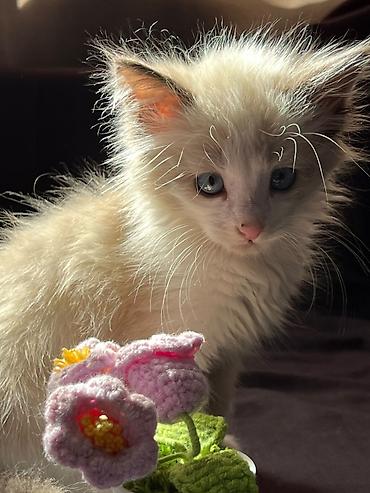 купить кошку ош: Кошка даром: Сиамская, 1 месяц, Девочка, Приучена к лотку, Проглистована — 2