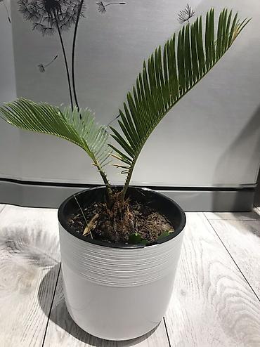 пальма: Пальма цикас (Cycas revoluta) в декоративном горшке. - Компактный — 1