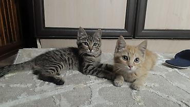 Отдадим в добрые руки игривых, прекрасных котят. Им 3 месяца, едят