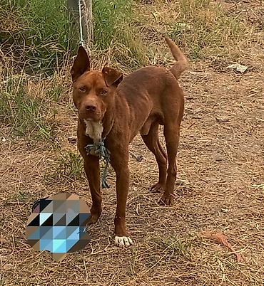 pitbul balaları: Pitbul, Erkək — 1