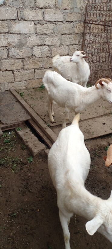 Keçi, çəpiş: Ağ rəngli yerli keçilər – bir qrup halda. - Qulaqları sallanan, qısa — 1