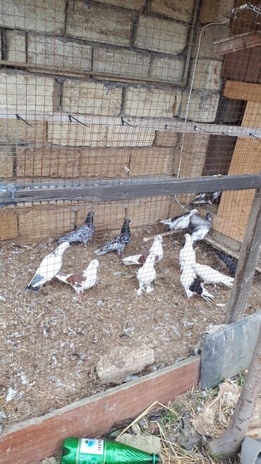 Göyərçinlər: Məhsul: Ev göyərçinləri (bir neçə rəngdə və növdə) Təsvir: - — 2