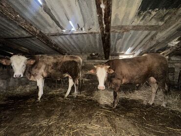 İtlər: Erkək, il: 1, 100120 kq, Damazlıq, Ətlik, Ünvandan götürmə