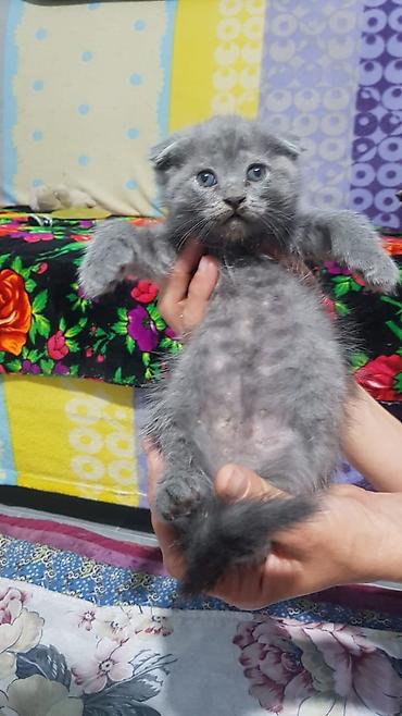 Кошки: Шотландские котята: скоттиш-страйт и скоттиш-фолд - Окрас: сплошной — 5