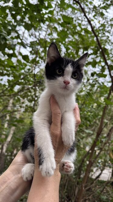 декоративные кролик: Котёнок черно-белого окраса ищет себе хозяев и новый дом добрая