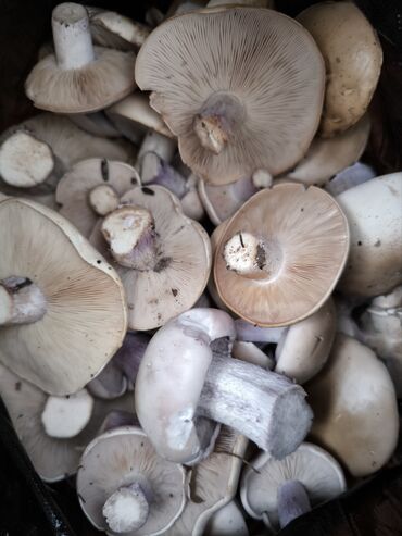куплю грибы: Грибы синеножка (синяя ножка) натуральные, свежие