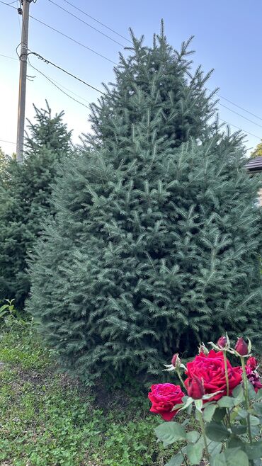 Ёлки: Ели 
Голубые ели — 10