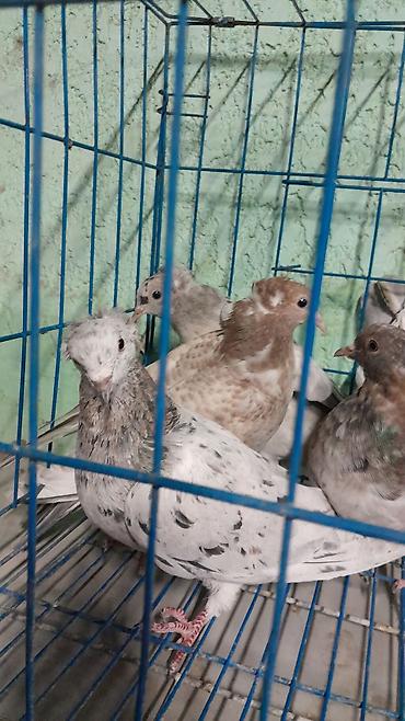 голуби птицы животные: Павлиний голубь декоративных пород - Декоративные голуби с — 5