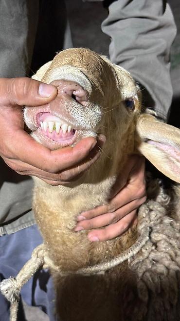 Баран, овца: Продаю | Баран (самец) | Арашан — 11