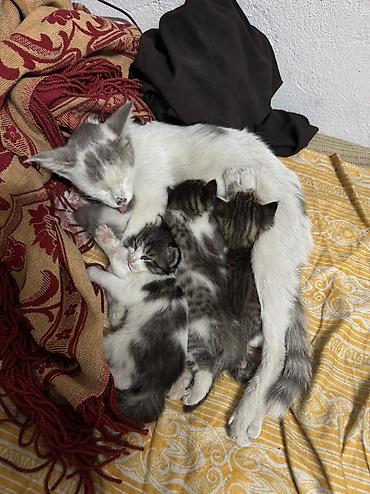 Отдам даром кошку: Кошка даром: Беспородная, 2 месяца, Девочка — 12