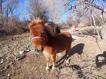 Лошади, кони: Продаю | Кобыла (самка) | Конный спорт | Племенные — 6