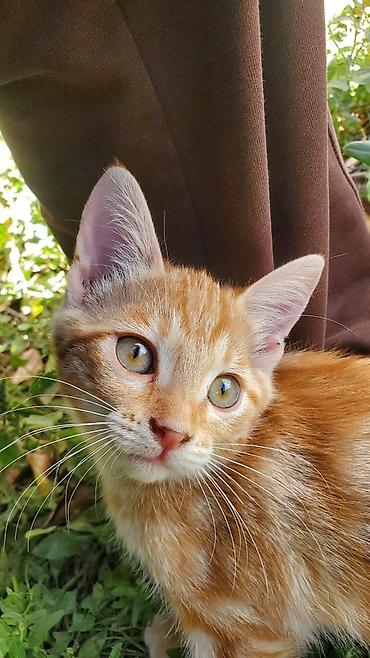Животные: Отдам в хорошие руки. Рыжие котята. к лотку приучены. - короткая — 5