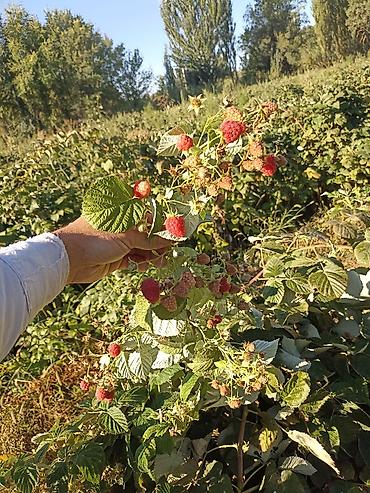 Продажа участков: 4500 соток — 5