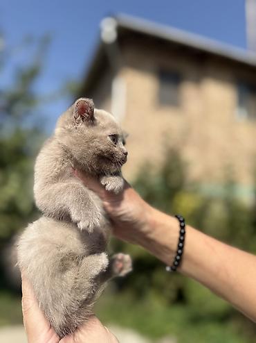 сибирская вислоухая кошка: Британская короткошёрстная, 1 месяц, Девочка, Лиловый, Приучена к лотку, Проглистована, С документами — 4