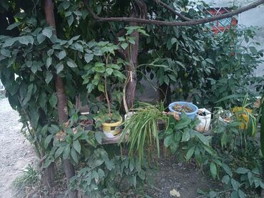 Divan və kreslo dəstləri: Yeni, Divan, 2 kreslo -da lalafo.az — 44 Divan və kreslo dəstləri: Yeni, Divan, 2 kreslo — 44