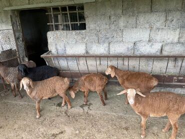 Бараны, овцы: Продаю | Овца (самка), Ягненок | Гиссарская | На забой, Для разведения | Ярка