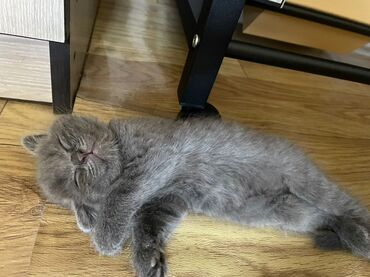 сколько стоит вислоухий котенок: Скотиш Фолд (Шотландская вислоухая), 2 месяца, Мальчик, Серый