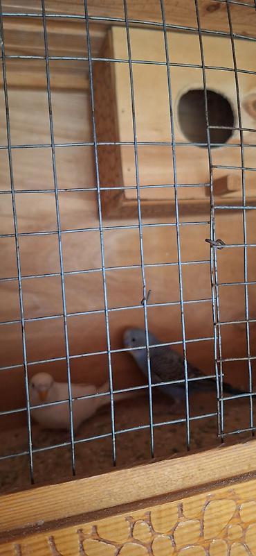 bildircin satisi tap az: Popuqaylar 2 eded saglam qushlardi — 3