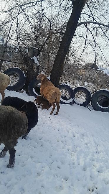 Баран, овца: Продаю | Овца (самка) | Полукровка | Для разведения | Племенные — 20