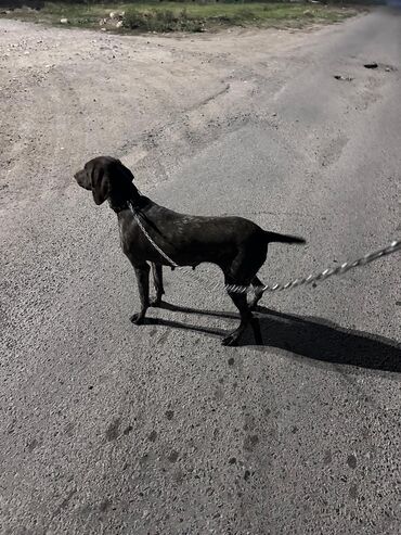 прогулочные коляски кам: Крепкая металлическая цепь-поводок для собаки - Материал: стальная