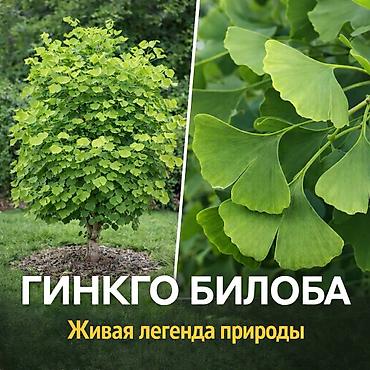 Другие садовые цветы и кустарники: Https://t.me/blooming_garden_kg Редкие и эффектные декоративные — 11