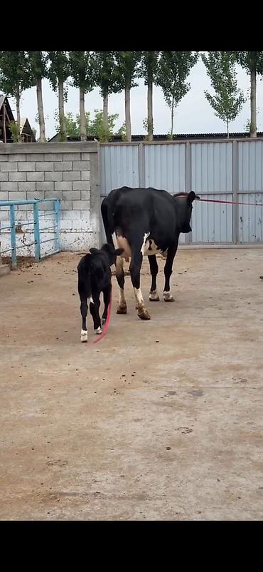 Inəklər, öküzlər: Südlük inək buzovu ilə birlikdə - Cins: qara-ağ (Holşteyn tipli — 3