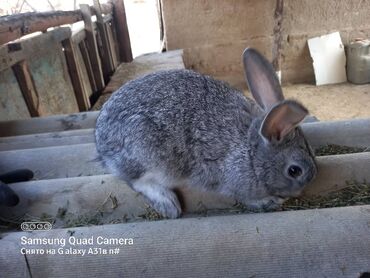 козулуу койлор сатылат: Коён