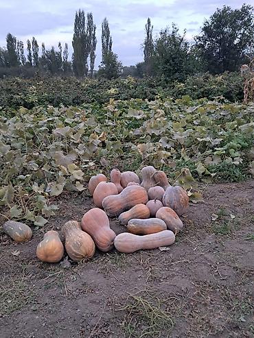 Тыква: Ашкабак сатылат озубуздун огородтон, химиясы жок, экологиялык таза — 4