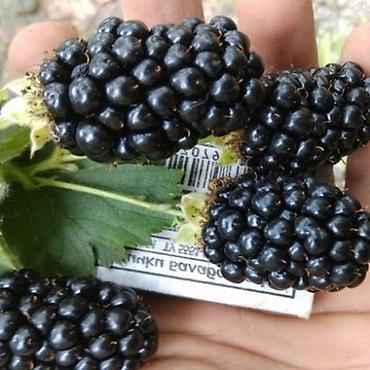 Ежевика: Продаются саженцы ежемалины. Сорт " Торнфри"(Tornfree), без шипов — 5