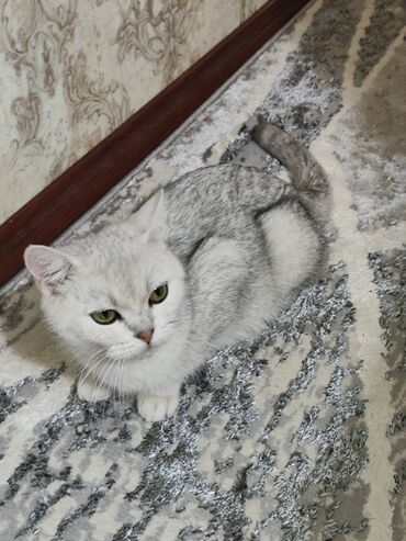 иттер ош: Отдам кошку в хорошим руки плода шотландская окрас серебристая
