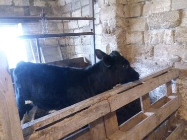 black bull dərmanı v Azərbaycan | NOKIA: 3 aylıq buzov südlük sort
