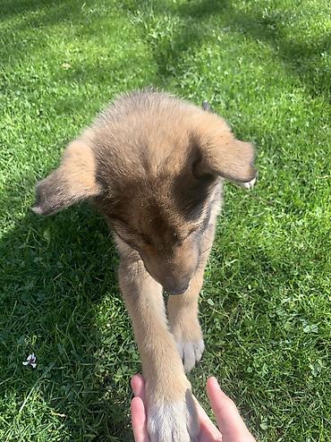 Продажа собак: Лайка, 2 месяца, Самец — 14