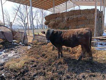 Коровы, быки: Продаю | Бык (самец) | На откорм | Племенные — 4