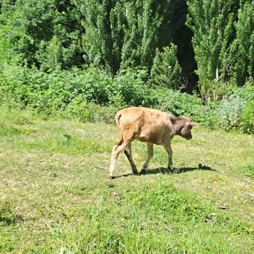 Inəklər, öküzlər: Salam öz inəyimdi yanındada balası bir yerdə satılır alverci deyiləm — 11