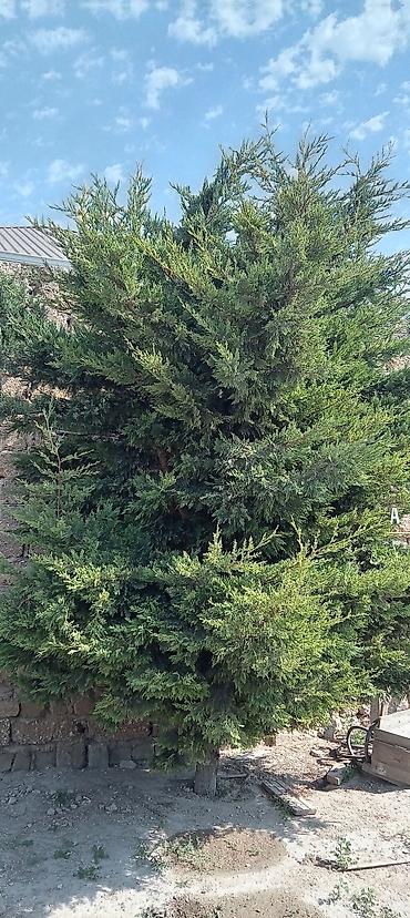 beryoza ağacı azerbaycan dilinde: Thuja (ardıc tipli həmişəyaşıl) ağacı - Hündür, sıx və budaqları bol — 1