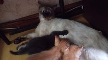 кошки даром ош: Котята домашние. На фото – трое малышей: - два рыжих табби (полосатые — 3