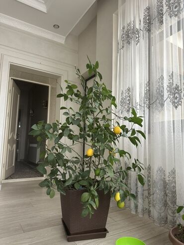 саженцы плодовых деревьев купить: Лимонное дерево в декоративном горшке - Плодоносящий комнатный лимон