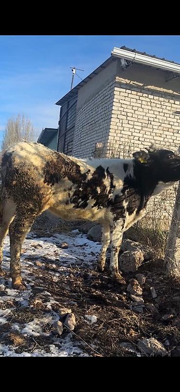 Коровы, быки: Продаю | Бык (самец) | Полукровка | На откорм | Привязанные — 7