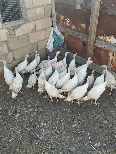 kend colpaları: Unvan Gilezi 2ay yarimliq ag kanada sortu hinduskalar 27 ededir bir — 4