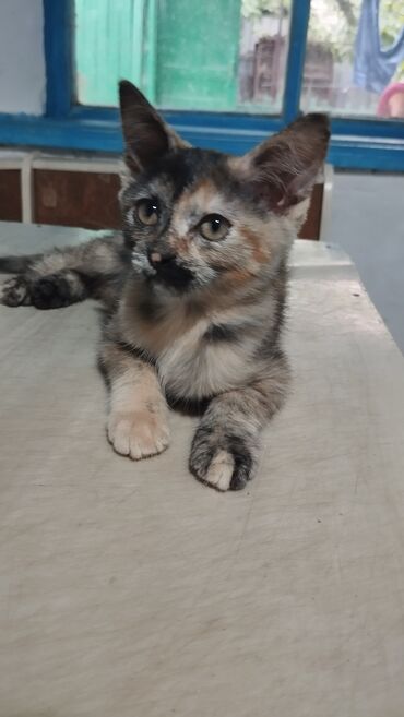 кошка британская шиншилла: Кошка даром: Беспородная, 3 месяца, Девочка, Приучена к лотку, Проглистована, С прививками