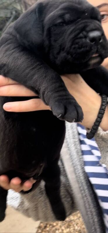 jakne za francuskog buldoga: Na prodaju štenci Afričkog Burbula stari dva meseca.Vakcinisani i