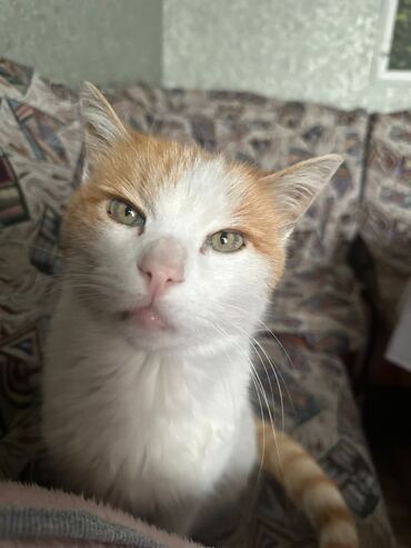корейский тоджон: Кот корейской породы. Зовут Киса, приучинная к лотку. Тихая, не
