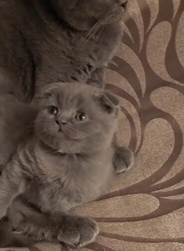 İtlər: Şotland, Erkək, Dişi, Pulsuz çatdırılma