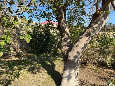 Torpaq sahələrinin satışı: 9 sot, Mülkiyyətçi, Kupça (Çıxarış) — 17