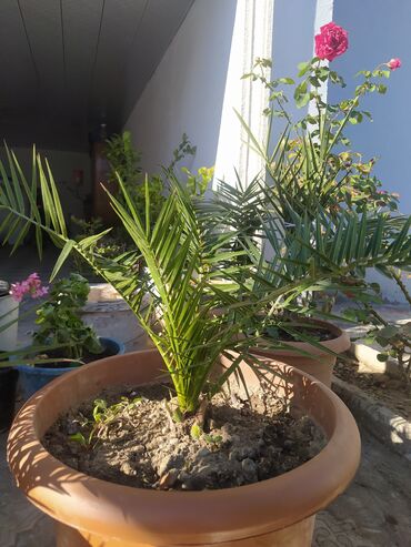 tradeskansiya bitkisi: Finik palmalari.3 ədəddir .Xətai metrosuna çatdırılma var