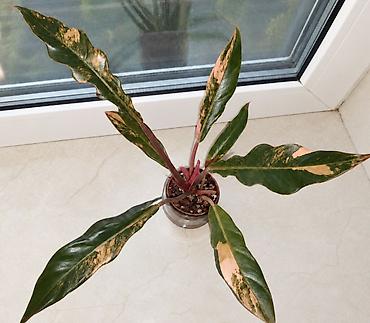 Филодендроны: Филодендрон Карамель Марбл (Philodendron Caramel Marble) — 1