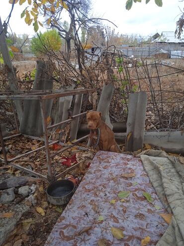 питбуль на вязку: Собака даром: Питбуль, Более 5 лет, Самец at lalafo.kg питбуль на вязку: Собака даром: Питбуль, Более 5 лет, Самец