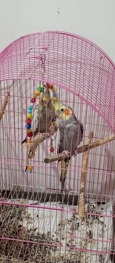 клетки для попугаев: Məhsul: Nimfa (Cockatiel) tutuquşuları ilə tam aksesuarli qəfəs dəsti